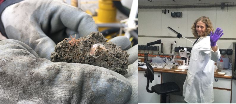Identifying sampled species
