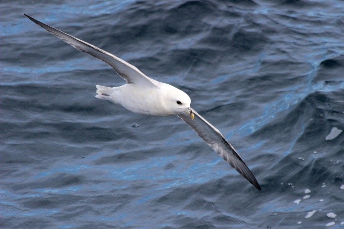 Northern Fulmar Northern Fulmar