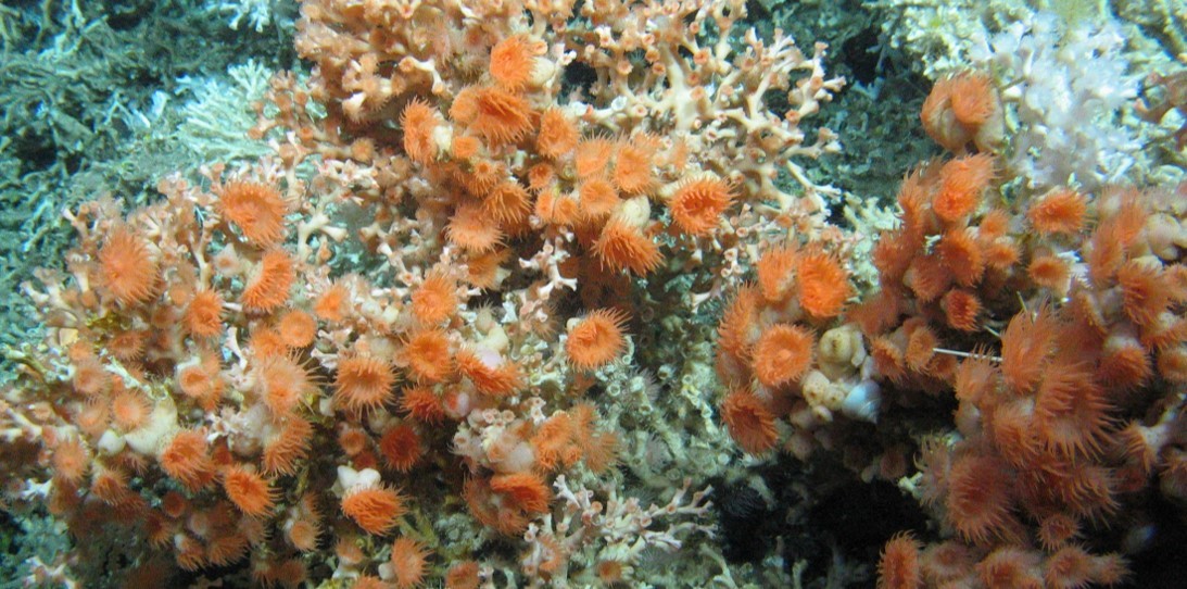 Prominent orange sea anemones (actinians) on Lophelia pertusa cold-water coral reef framework (Logachev coral carbonate mounds, Rockall Bank, North-East Atlantic). © Changing Oceans Expedition (2012).