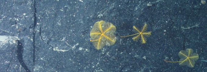 Stalked crinoids (Anachalypsicrinus neferti) on a vertical wall (Bay of Biscay). © Ifremer, BobEco Expedition (2011).
