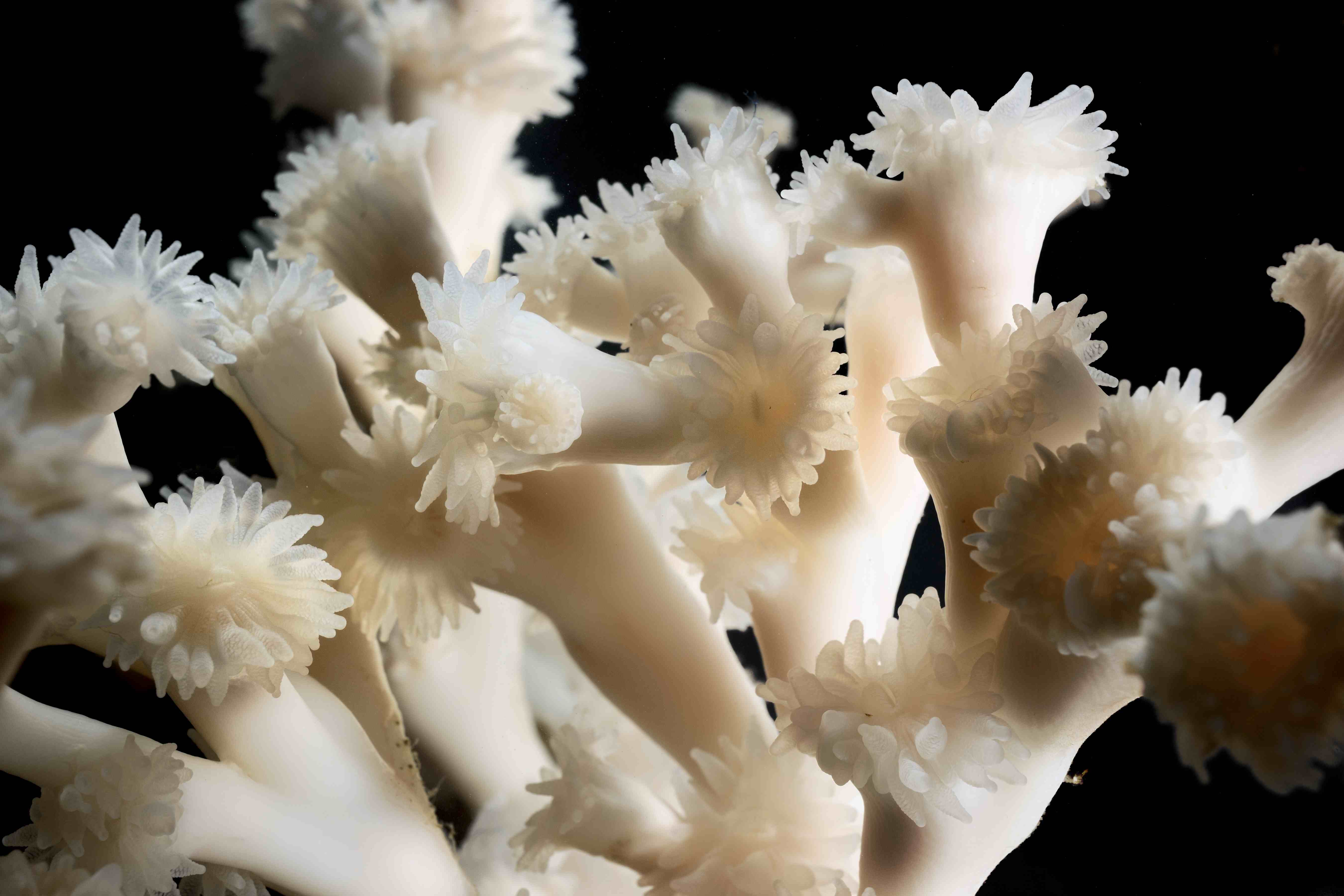 Lophelia pertusa Photo by Solvin Zankl GEOMAR