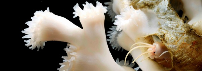 Association between the reef-forming scleractinian coral Lophelia pertusa and the polychaete Eunice norvegica. © Solvin Zankl, GEOMAR