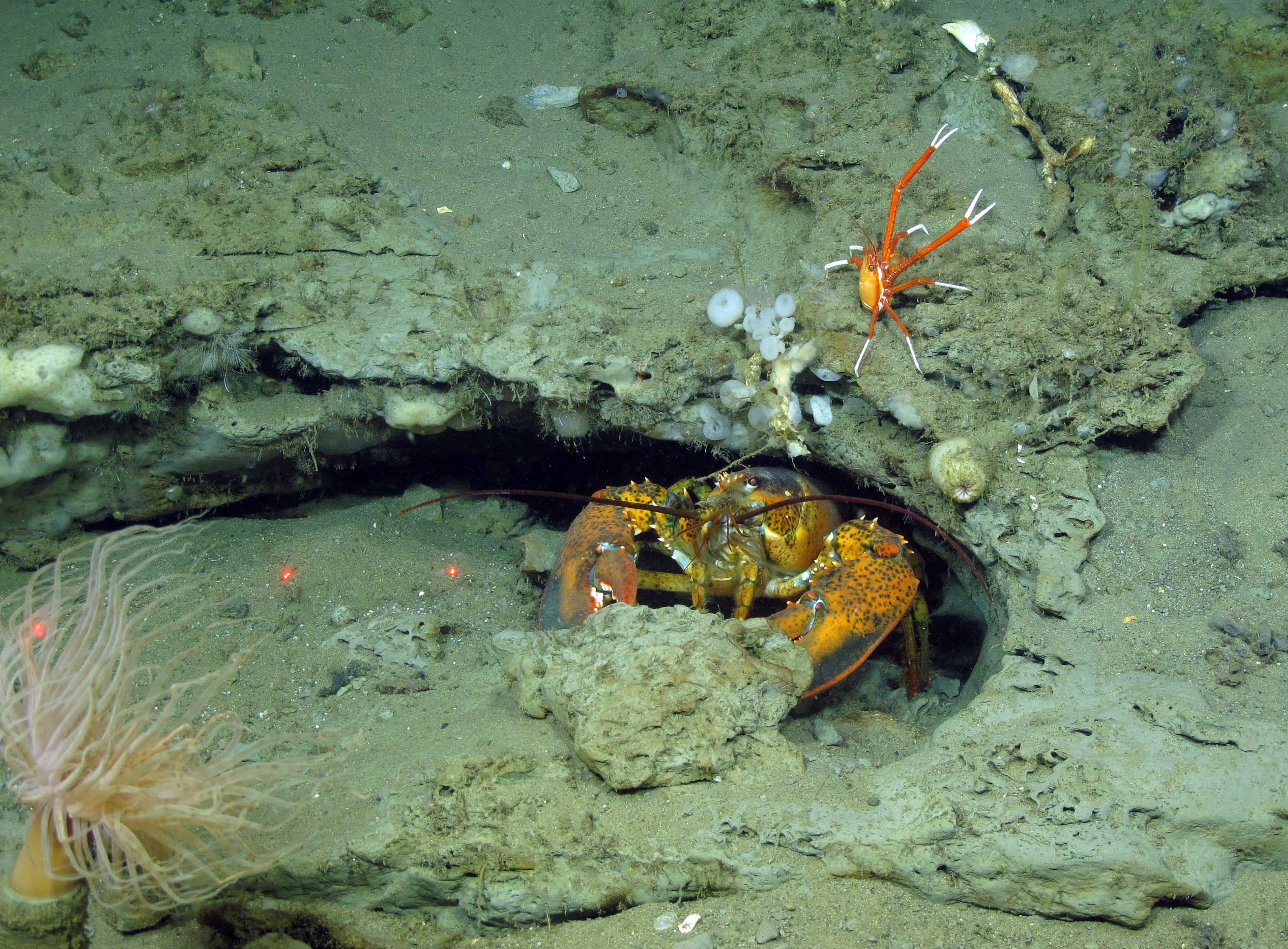 American lobster (Homarus americanus) and squat lobster (Eumunida picta). Baltimore Canyon 2012 © Steve Ross American lobster (Homarus americanus) and squat lobster (Eumunida picta). Baltimore Canyon 2012 © Steve Ross