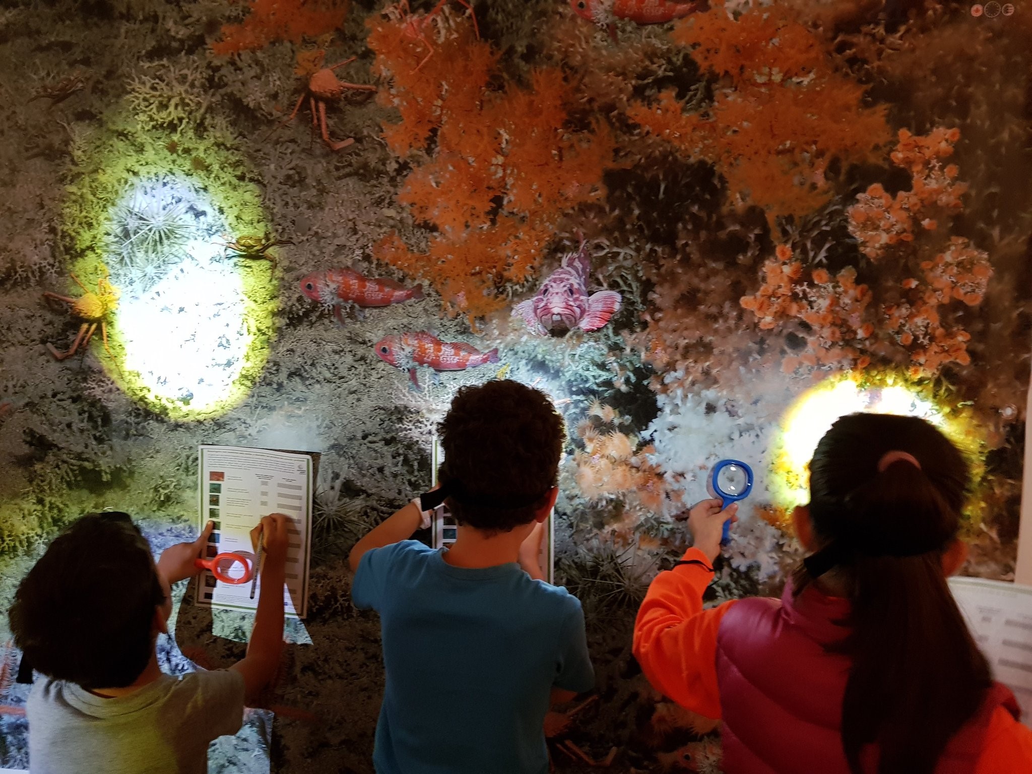 Discovering deep-sea species in their habitat (c) IEO Vigo Image showing visitors discovering deep-sea species in their habitat