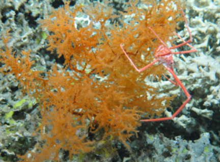 Animal Vegetable Mineral